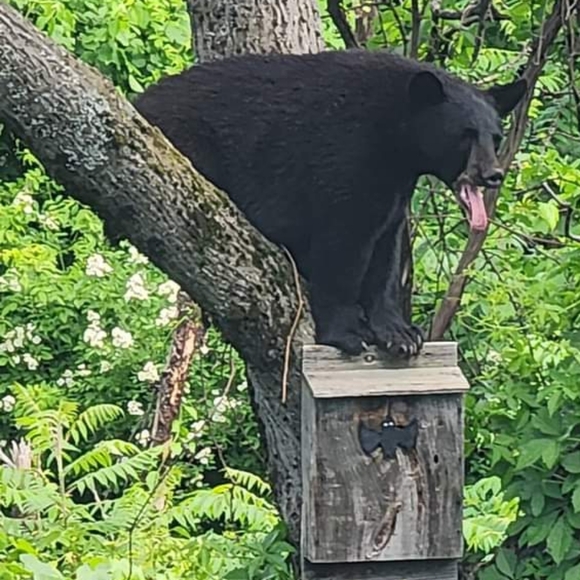 ⭐⭐⭐⭐⭐ FIVE STAR SELLER & POSH AMBASSADOR 2 🤗 - Picture 7 of 10